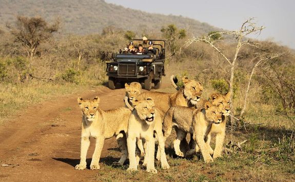 Game drive with lions