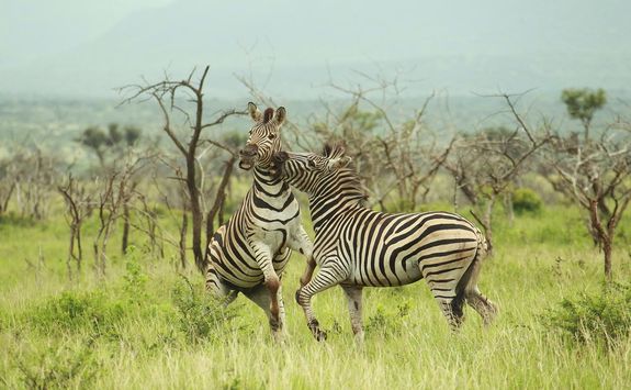 Zebra at Thanda