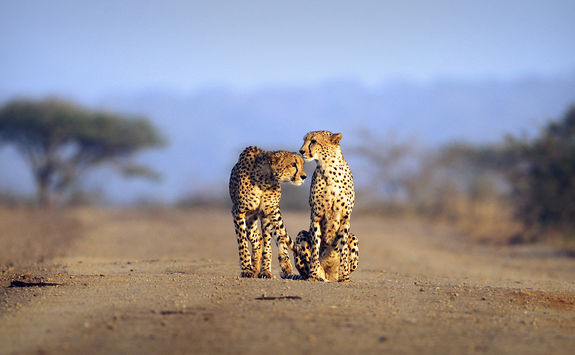 Thanda cheetah
