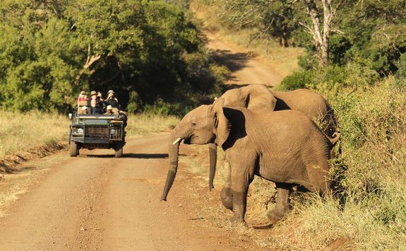 Thanda elephants