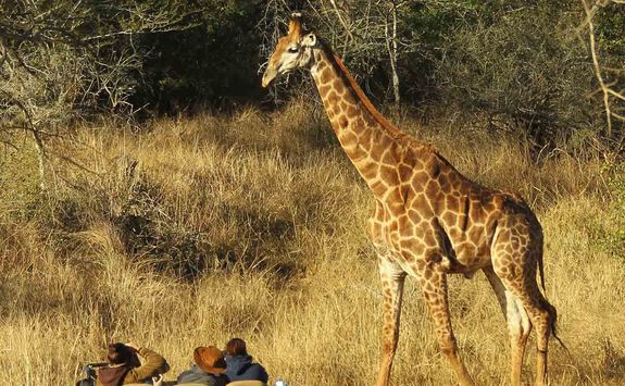 Thanda game drive with giraffe