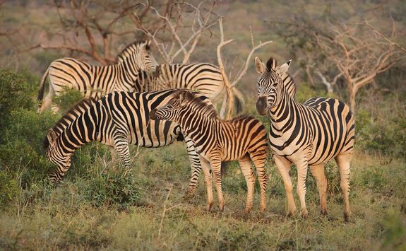 Thanda zebra