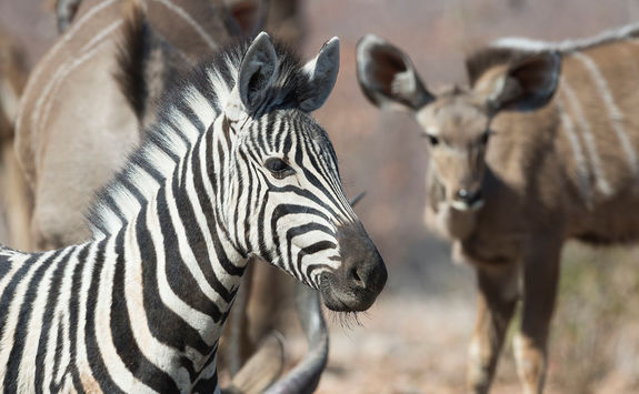 Zebra in Ongava