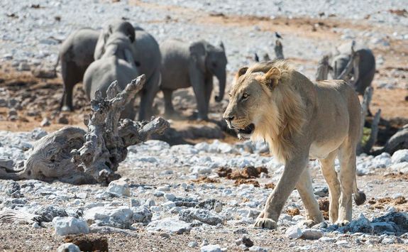 Lion at Ongava