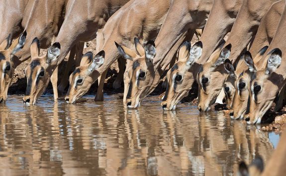 Antelope at Ongava