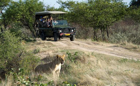 Ongava wilderness safari