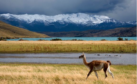 guanaco at laguna azul