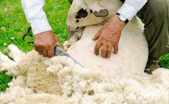 shearing sheep