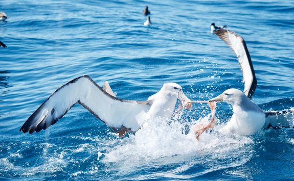 fighting albatross