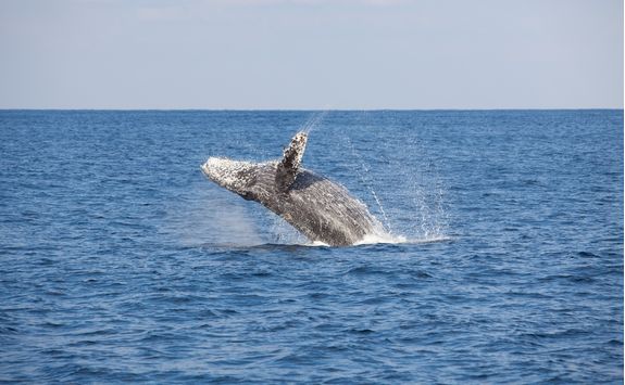 humpback whale breach