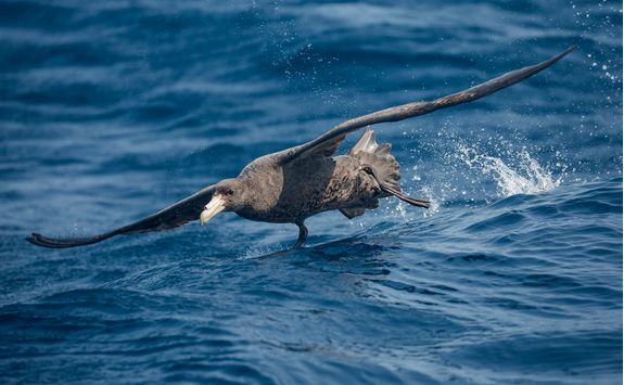 southern giant petrel taking off