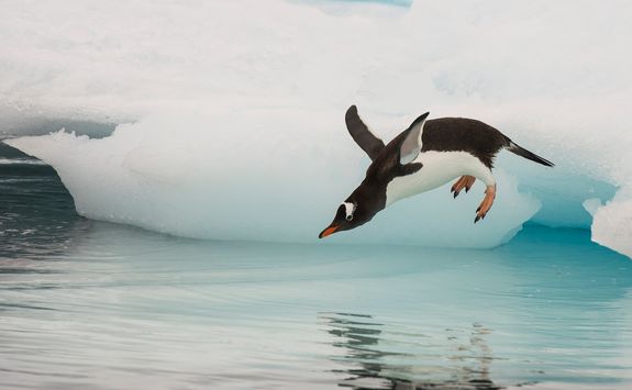 gentoo penguin jumping in water