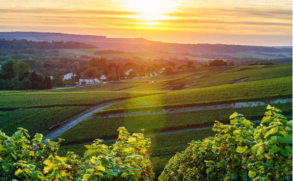 Champagne vineyards at sunset
