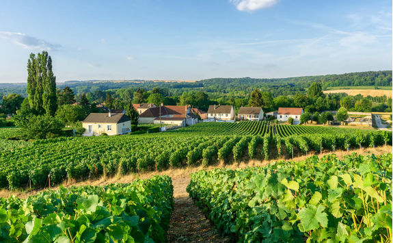 Row vine grape in Champagne vineyards at Montagne de Reims