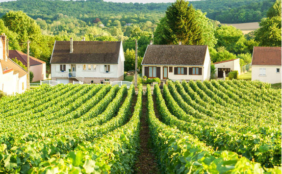 Row vine grape in Champagne vineyards