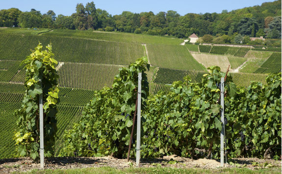 Vineyards in Hautvillers
