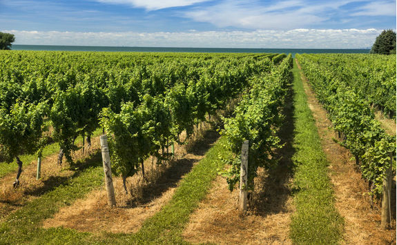 Wine vineyard on a sunny day