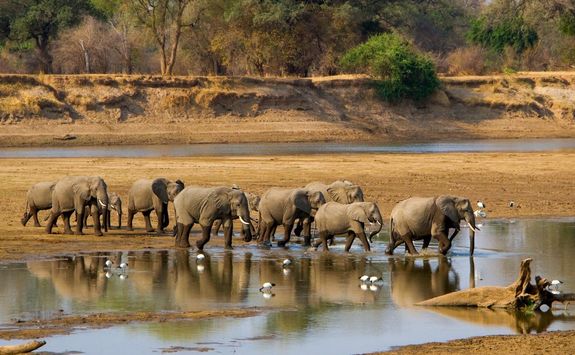 Elephant herd crossing river