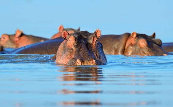Hippo in the water