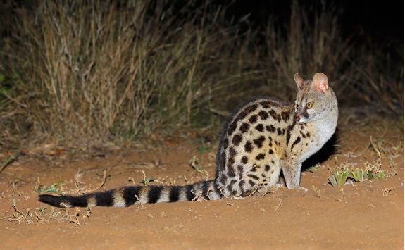 Large spotted Genet at night