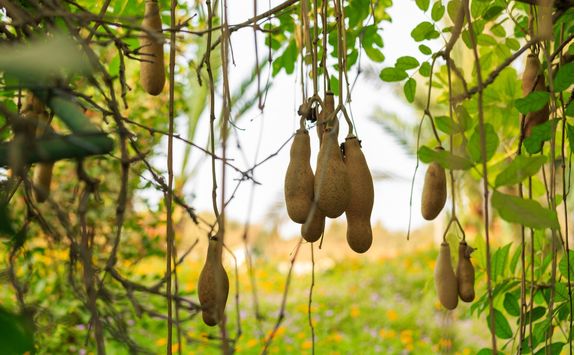 The ripe fruit of the sausage tree