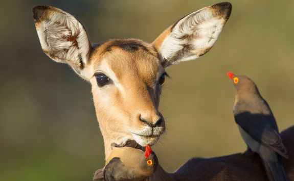 Impala being groomed by ox peckers