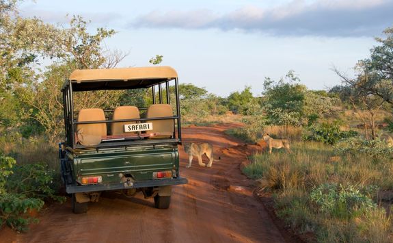 Lion crossing a path