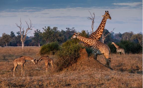 Giraffes