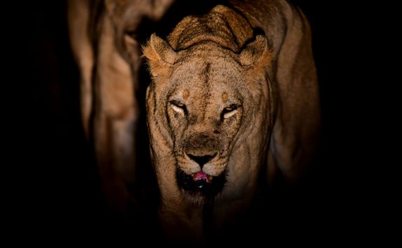 Lion during the night