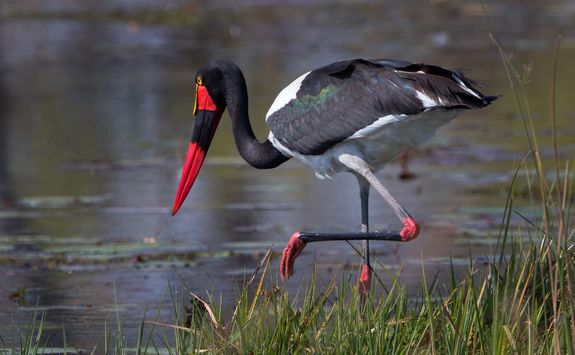 Saddle billed stork