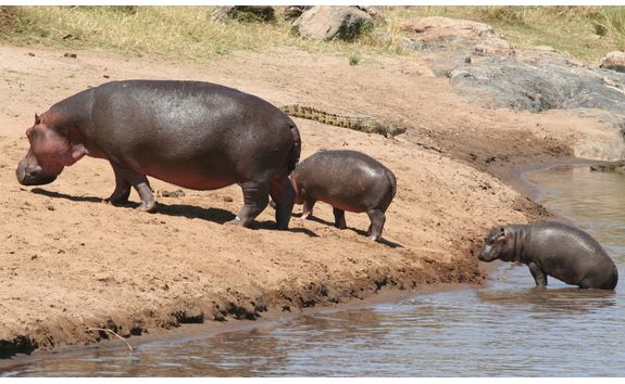 Hippos going out of a river