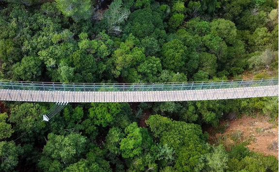 Capilano suspension bridge surrounded by green forest