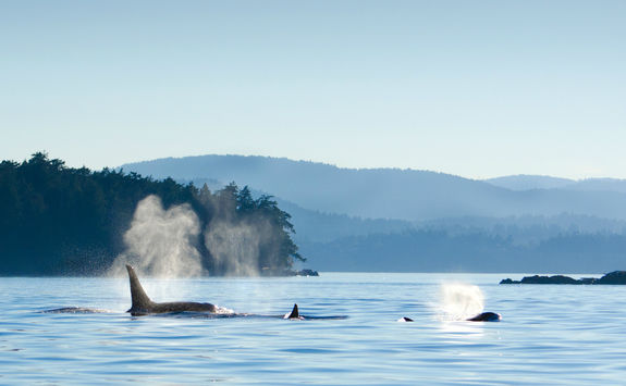 Orcas swimming near Victoria