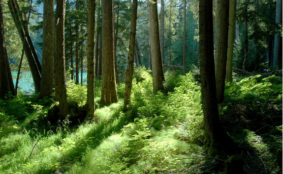 Cheakamus lake near Victoria