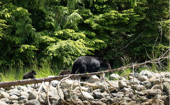 Mother black bear with two cubs walking along trees