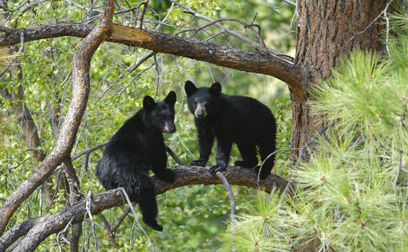 Two bears cubs sitting on a tree branch