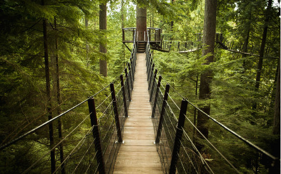 Bridge in heart of the forest
