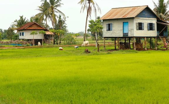 rice paddles and traditional houses
