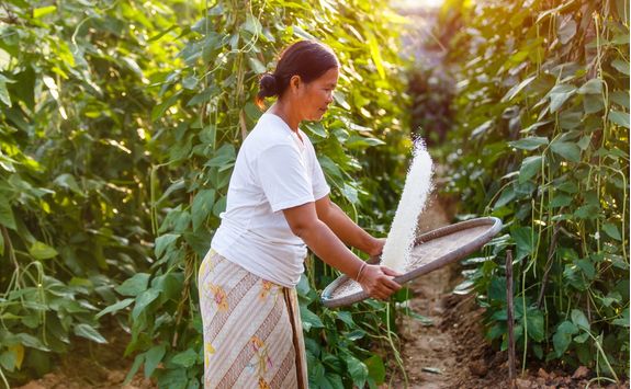 farmer asian threshed rice to remove chaff