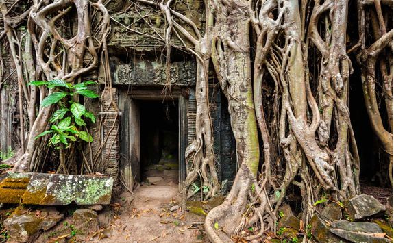 tree roots gripping the stonework