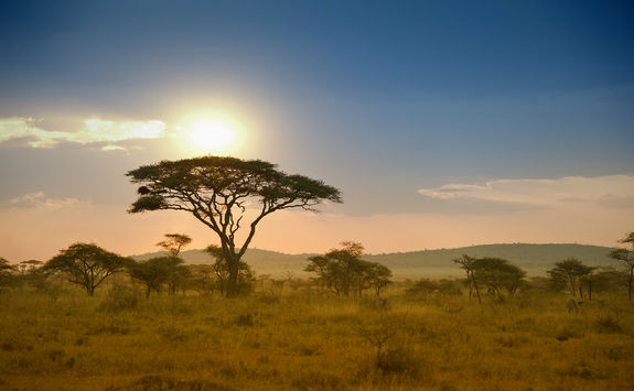 Acacias trees in the sunset