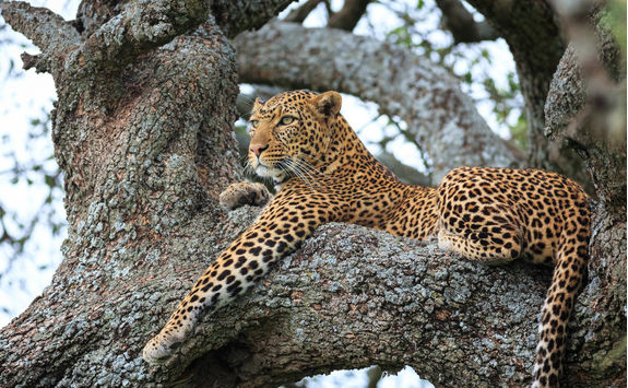 Leopard in a tree