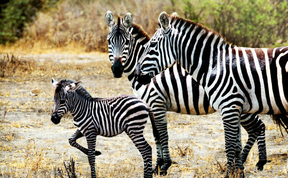 Zebra family