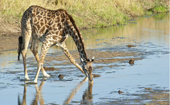Giraffe is spreading the legs to drink water