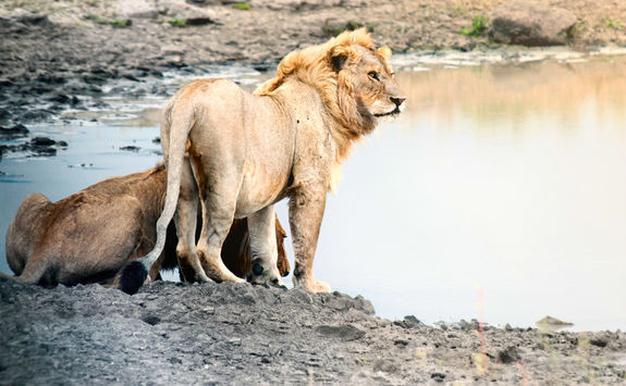 Lions drinking