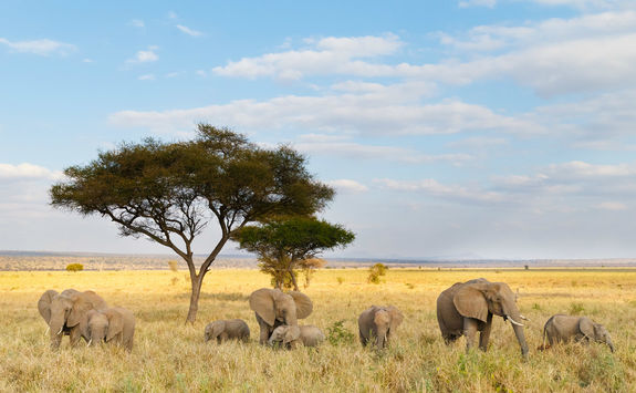 African elephant herd and acacia tree