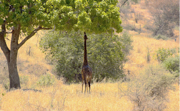 A giraffe eating the leaves of the sausage tree