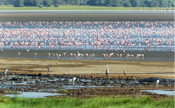 Flamingos at lake Manyara
