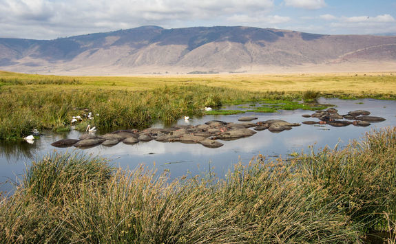 Herd of hippo in watering hole in Ngorongoro