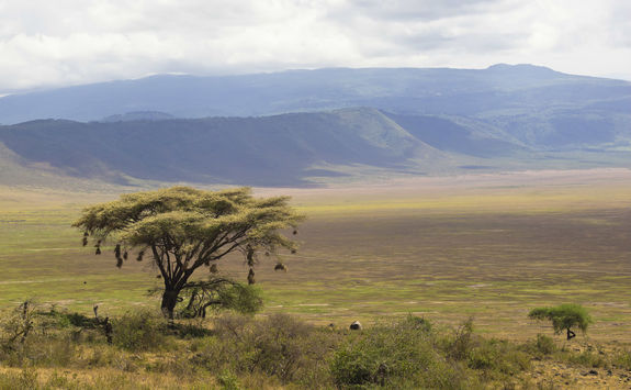 Tree at Ngorongoro crater